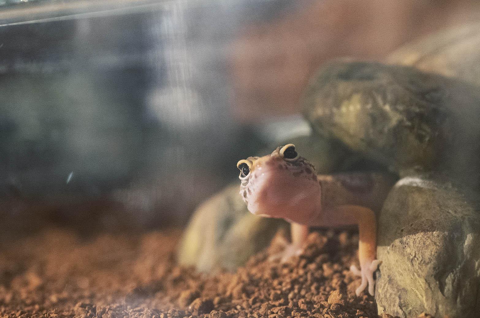 lezard